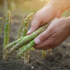 100 MARY WASHINGTON ASPARAGUS Officinalis Perennial Vegetable Seeds