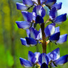 100 ARROYO LUPINE (Hollowleaf Lupine / Succulent Lupine) Lupinus Succulentus Flower Seeds