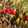 20 BEARBERRY Arctostaphylos Uva-Ursi Kinnikinnick Pinemat Manzanita Flower Seeds