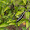 Pasilla Bajio Pepper Seeds – Mexican Chile Negro Capsicum Annuum Vegetable – photo 3