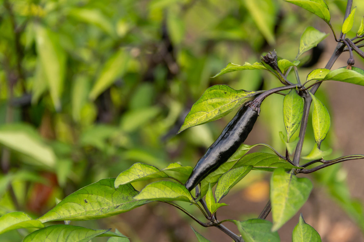 Pasilla Bajio Pepper Seeds – Mexican Chile Negro Capsicum Annuum Vegetable – photo 3