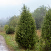 60 Organic Seeds COMMON JUNIPER (20 Berries) Juniperus Communis Tree Shrub Evergreen Conifer Blue Berry Yellow Flower aka Gin Berry Pine