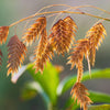 River Oats Seeds – (Northern Sea Oats / Inland Oats) Ornamental Uniola Latifolia Grass – photo 8