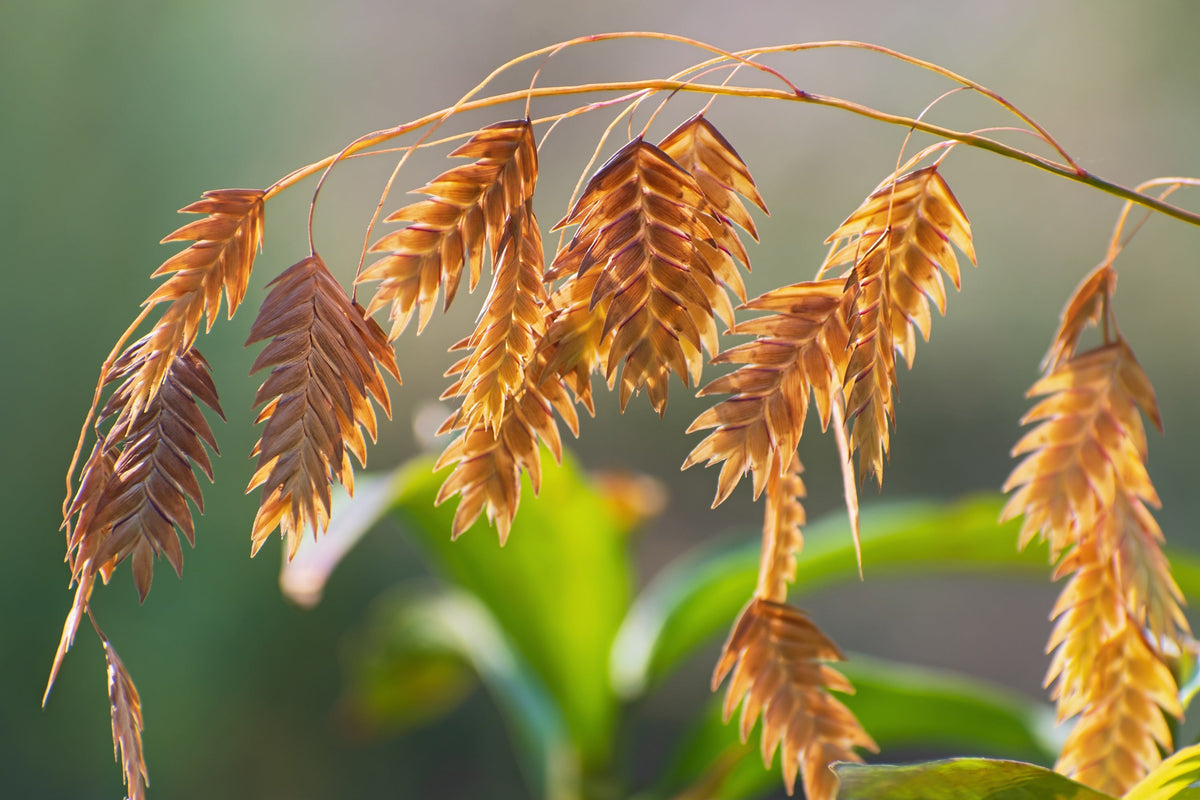 River Oats Seeds – (Northern Sea Oats / Inland Oats) Ornamental Uniola Latifolia Grass – photo 8