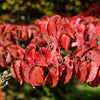5 Flowering WHITE KOUSA DOGWOOD Cornus Kousa Tree Seeds