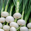 500 Sweet WHITE SPANISH ONION Allium Cepa Vegetable Seeds