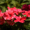 20 MEADOW PHLOX Maculata Mixed Colors Wild Sweet William Native Hummingbird Flower Seeds