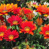 30 Mixed Colors GAZANIA Rigens Treasure Flower Seeds