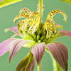 100 SPOTTED BEE BALM Monarda Punctata Flower Herb Horesemint Dotted Mint Seeds