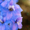 350 Blue with Pink ROCKET LARKSPUR DELPHINIUM Consolida Ajacis Seeds