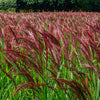 10 RED MAIDEN GRASS Miscanthus Sinensis Plumes Ornamental Flower Seeds