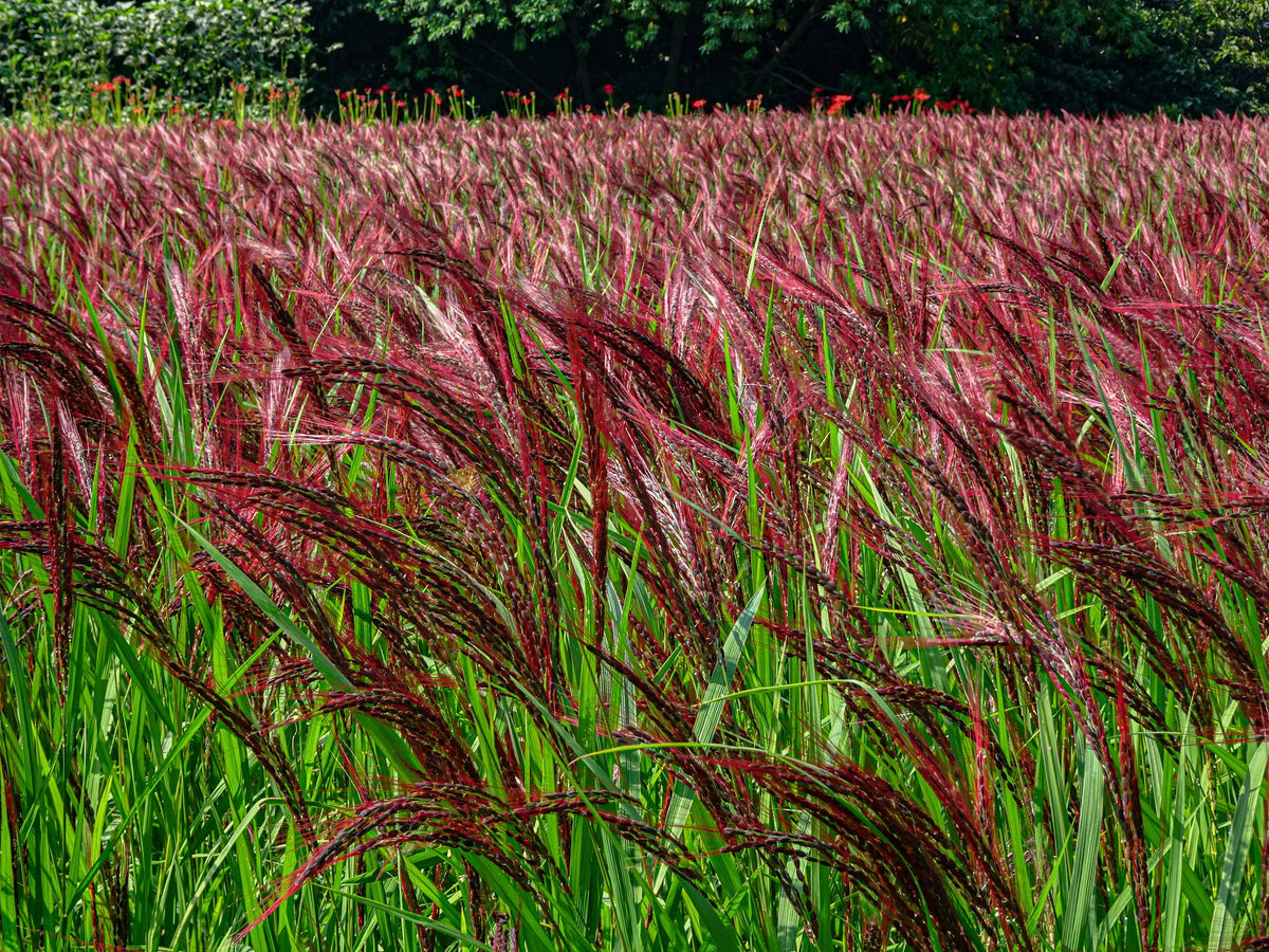 Red Maiden Grass Seeds – Miscanthus Sinensis Plumes Ornamental Flower – photo 8