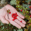 20 BEARBERRY Arctostaphylos Uva-Ursi Kinnikinnick Pinemat Manzanita Flower Seeds