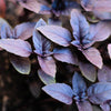 200 Purple Krishna Tulsi HOLY BASIL Ocimum Sanctum Tenuiflorum Herb Flower Seeds