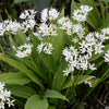 10 RAMSONS / WILD Bear GARLIC Allium Ursinum Vegetable Herb White Flower Seeds