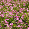 50 MILK VETCH Astragalus Sinicus Pink Purple Flower Ground Cover Legume Seeds
