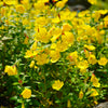 1000 YELLOW EVENING PRIMROSE Oenothera lamarckiana Flower Seeds