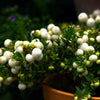 Dwarf Creeping Snowberry Seeds – Shrub White Pink Flower Symphoricarpos Mollis – photo 4