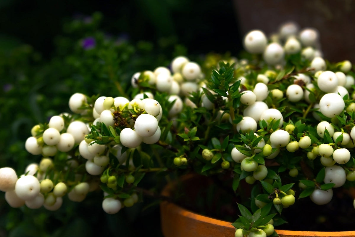 Dwarf Creeping Snowberry Seeds – Shrub White Pink Flower Symphoricarpos Mollis – photo 4