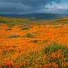 1000 ORANGE CALIFORNIA POPPY Eschscholzia Californica Flower Seeds