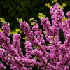 40 CHINESE REDBUD Cercis Chinensis Shrub Small Tree Pink Purple Flower Seeds