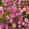 300 IMMORTELLE IMMORTAL MIX Xeranthemum Paper Daisy Everlasting Flower Seeds