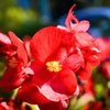 25 WAX MIXED BEGONIA Semperflorens Fibrous Mixed Colors Red Pink White Two Tone Shade Flower Seeds