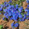 100 BLUE & SCARLET PIMPERNEL Anagallis Monellii Anagallis Arvensis Flower Seeds