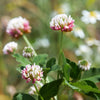 1500 ALSIKE CLOVER Trifolium Hybridum Pink & White Flower Legume Seeds