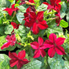 100 Red CRIMSON KING NICOTIANA (Ornamental Flowering Tobacco) Nicotiana Affinis Flower Seeds