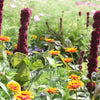 100 Organic ELEPHANT HEAD AMARANTHUS Amaranthus Gangeticus Burgundy Red Flower Seeds