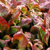 3000 RED ROMAINE LETTUCE Lactuca Sativa Vegetable Seeds