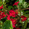 100 Twinkle RED MONKEY FLOWER Mimulus Seeds