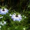 400 Blue & White LOVE IN A MIST Nigella Damascena Fennel Flower Seeds