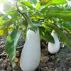 50 CASPER WHITE EGGPLANT Solanum Melongena Fruit / Vegetable Seeds