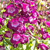 100 SENSATION MIX PENSTEMON Hartwegii Beardtongue Mixed Colors Two Tone Red, Pink, White, Purple, White Flower Seeds
