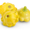 10 Golden YELLOW Bush SCALLOP SQUASH (Patty Pan / Paty Pan / Squanter Squash) Summer Cucurbita Pepo Vegetable Seeds