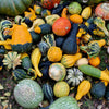 30 MIXED GOURD Lagenaria Siceraria Seeds