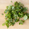 500 DWARF GREEK BASIL Ocimum Basilicum Fragrant Spicy Small Bright Green Leaf Herb Seeds