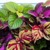Mixed Colors Coleus Rainbow Mix Seeds – Shade Houseplant Solenostemon Flower – photo 6