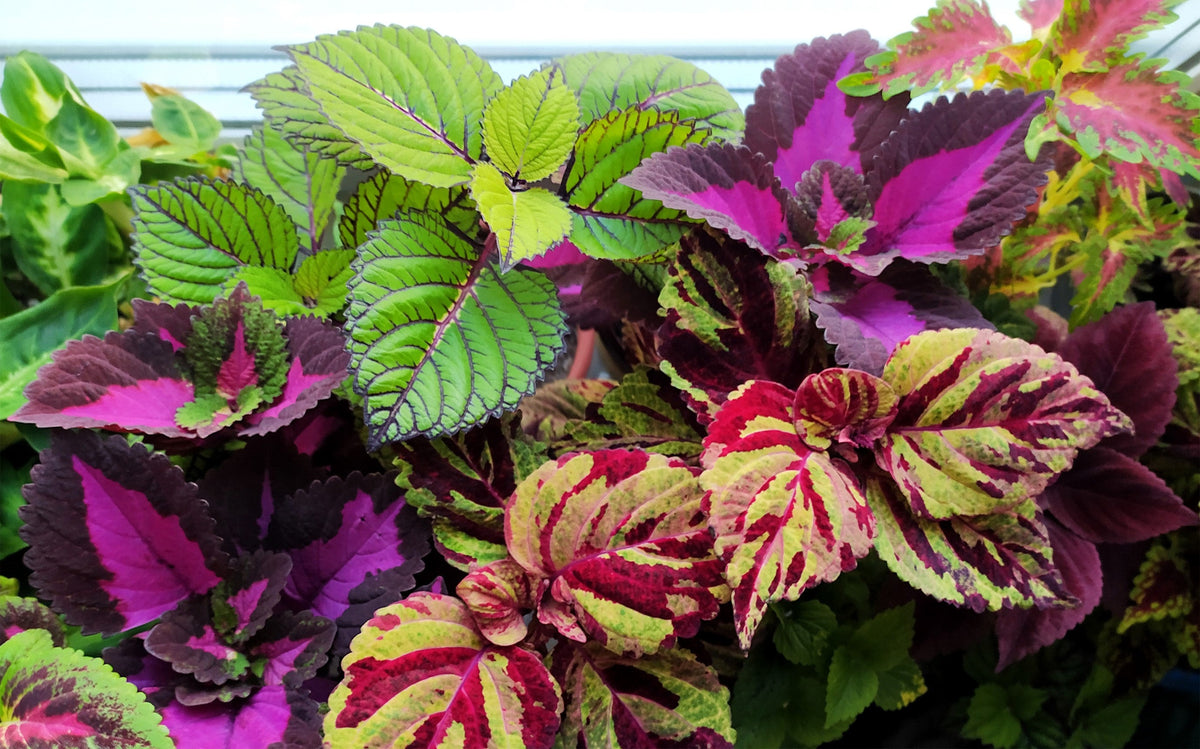 Mixed Colors Coleus Rainbow Mix Seeds – Shade Houseplant Solenostemon Flower – photo 6