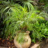 Pygmy Date Palm Seeds – Phoenix Roebelenii Dwarf Miniature Ornamental Fruit Tree Houseplant – photo 7