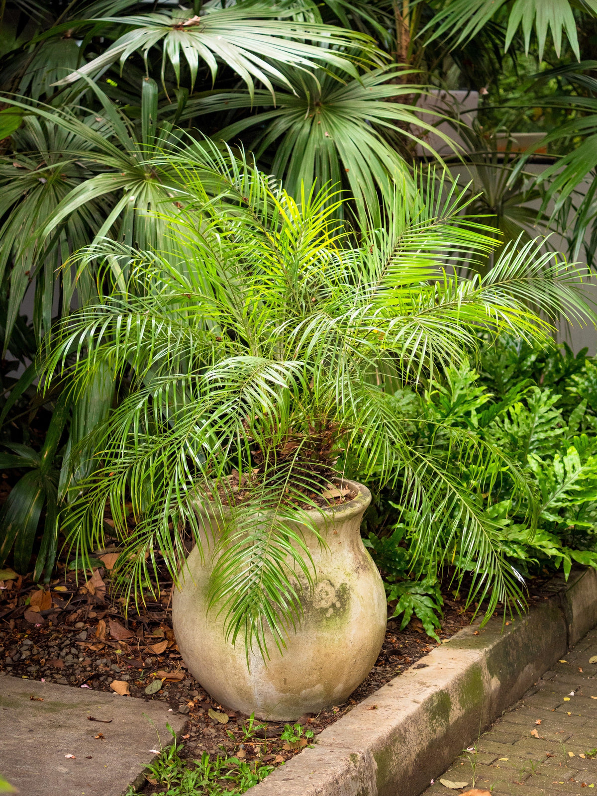 Pygmy Date Palm Seeds – Phoenix Roebelenii Dwarf Miniature Ornamental Fruit Tree Houseplant – photo 7