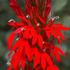 300 CARDINAL FLOWER LOBELIA Cardinalis Flower Seeds
