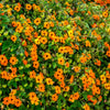 25 MIXED THUNBERGIA Alata VINE Black Eyed Susan Orange White Yellow Flower Seeds