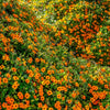 30 BLACK Eyed SUSAN VINE Thunbergia Alata Orange Yellow Black Flower Seeds