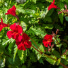 100 Twinkle RED MONKEY FLOWER Mimulus Seeds
