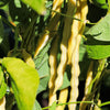 50 Yellow CHEROKEE WAX BEAN Bush AAS Winner Phaseolus Vulgaris Seeds