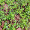 75 SALTWORT Okahijiki Japanese Greens Salsola Komarovii Leaf Vegetable Seeds