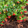 Perennial Cranberry Seeds – American Vaccinium Macrocarpon Red Fruit Bush